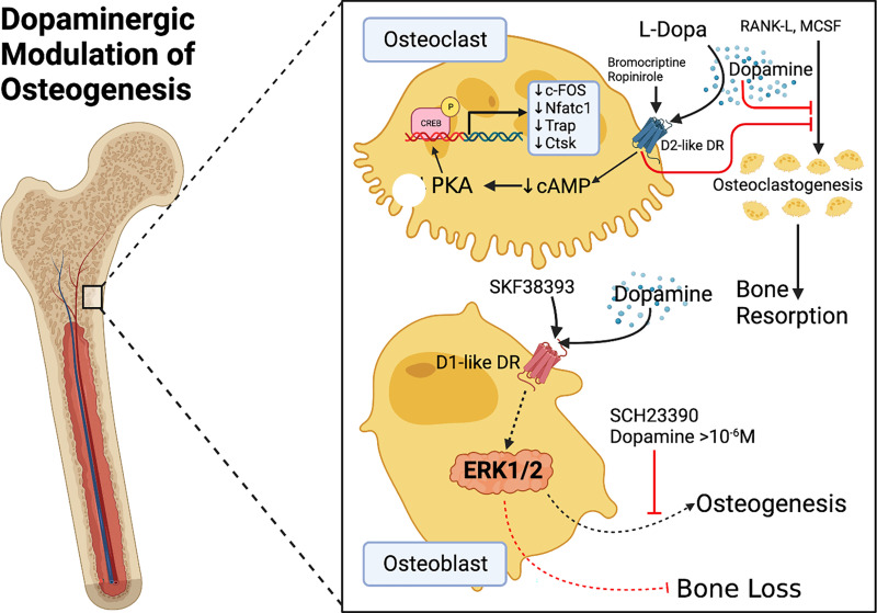 Dopamine, Immunity, and Disease.