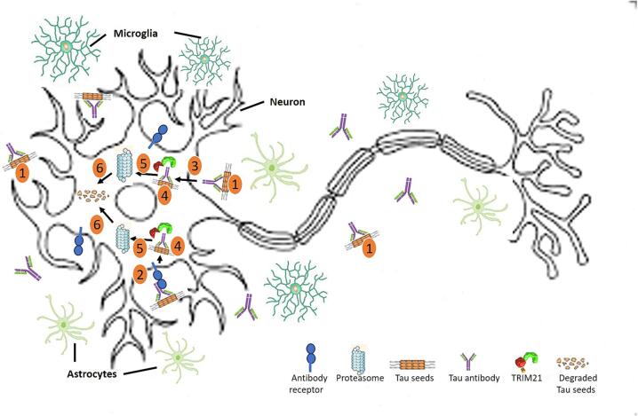 New insight into tau immunotherapy