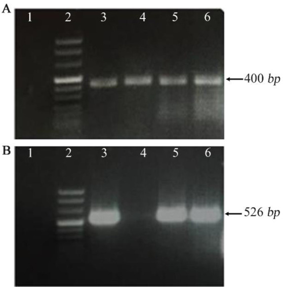 An Anti-TAZ Monoclonal Antibody Recognizing Cell Surface Expressed TAZ Protein in Human Tumor Cells.