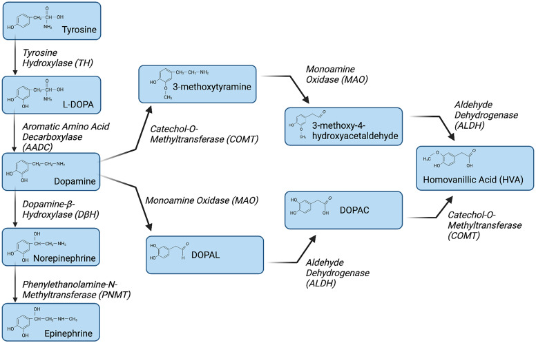 Dopamine, Immunity, and Disease.