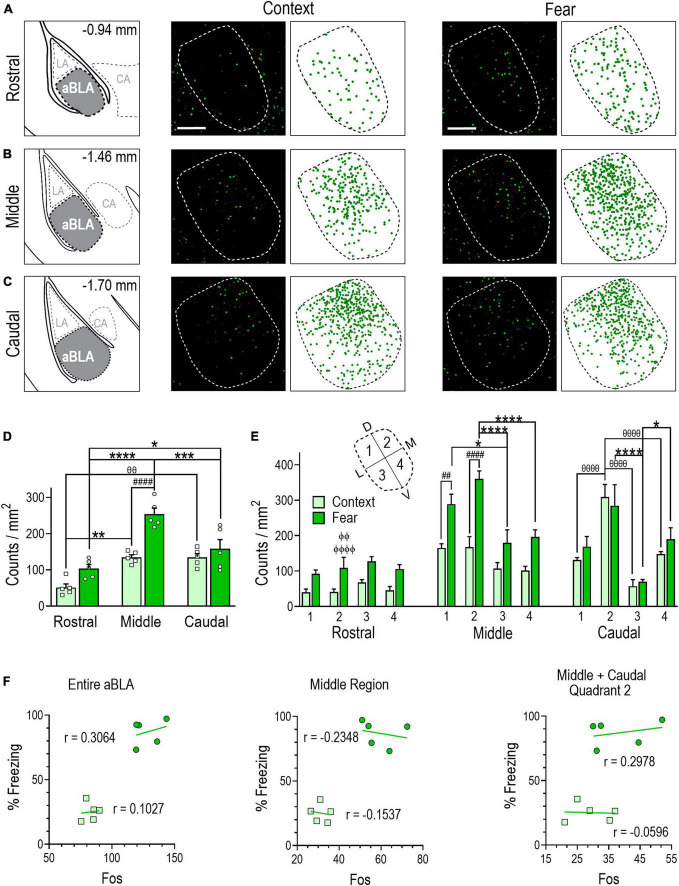 Anterior basolateral amygdala neurons comprise a remote fear memory engram.