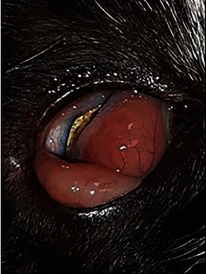 A Case of Feline Leishmaniosis with Panniculitis.