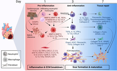 The cardiac wound healing response to myocardial infarction.