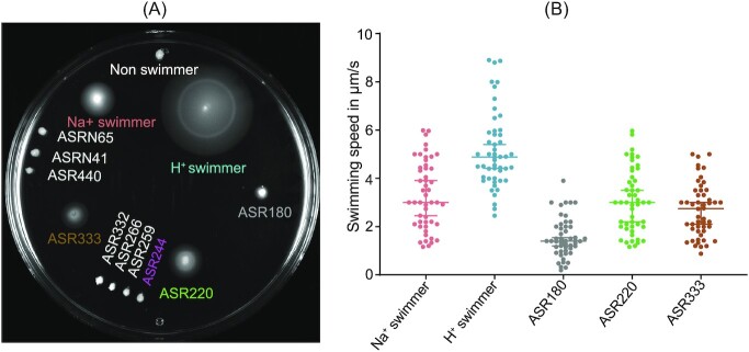 Ancestral reconstruction of the MotA stator subunit reveals that conserved residues far from the pore are required to drive flagellar motility.