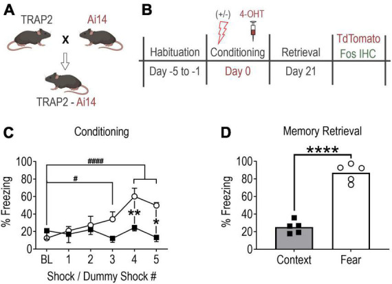 Anterior basolateral amygdala neurons comprise a remote fear memory engram.