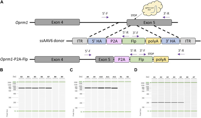 Efficient DNA knock-in using AAV-mediated delivery with 2-cell embryo CRISPR-Cas9 electroporation.