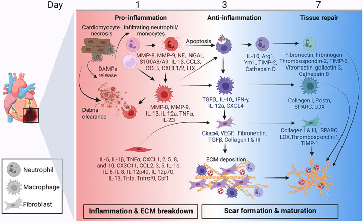 The cardiac wound healing response to myocardial infarction.