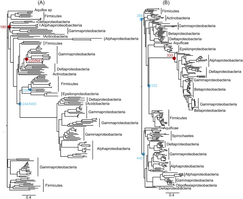 Ancestral reconstruction of the MotA stator subunit reveals that conserved residues far from the pore are required to drive flagellar motility.