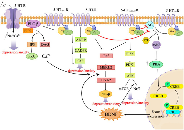 Latest updates on the serotonergic system in depression and anxiety.