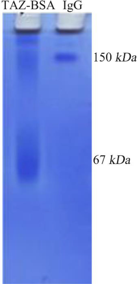 An Anti-TAZ Monoclonal Antibody Recognizing Cell Surface Expressed TAZ Protein in Human Tumor Cells.