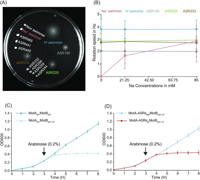 Ancestral reconstruction of the MotA stator subunit reveals that conserved residues far from the pore are required to drive flagellar motility.