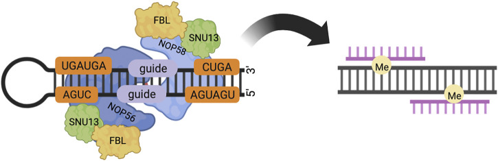 The roles of NOP56 in cancer and SCA36.