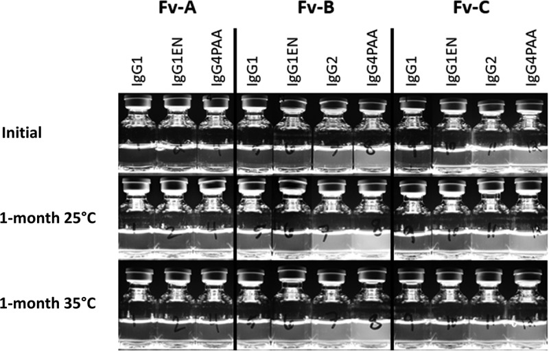 Impact of IgG subclass on monoclonal antibody developability.