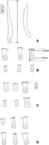 Morphological and molecular characterisation of Tristoma integrum Diesing, 1850 (Monogenea, Capsalidae), including its complete mitogenome.