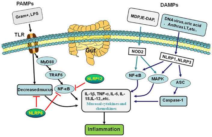 NOD-like receptors mediate homeostatic intestinal epithelial barrier function: promising therapeutic targets for inflammatory bowel disease.