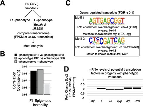 Hexavalent chromium-induced epigenetic instability and transposon activation lead to phenotypic variations and tumors in <i>Drosophila</i>.