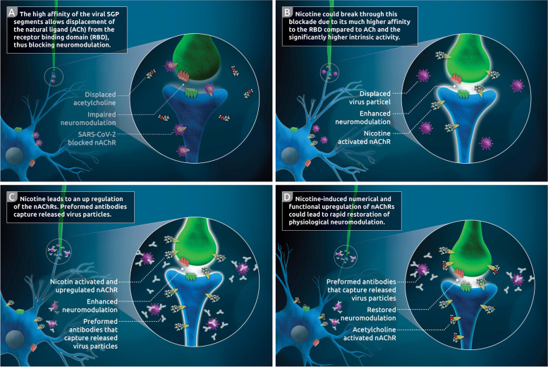 Is the post-COVID-19 syndrome a severe impairment of acetylcholine-orchestrated neuromodulation that responds to nicotine administration?