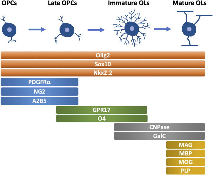 The Initial Myelination in the Central Nervous System.