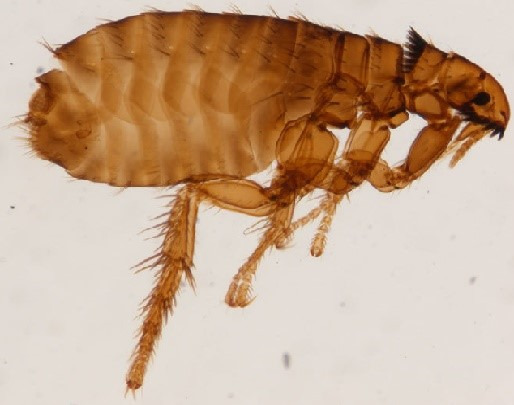 First case report of hospital staff infestation with cat flea (Ctenocephalides felis) in Iran.