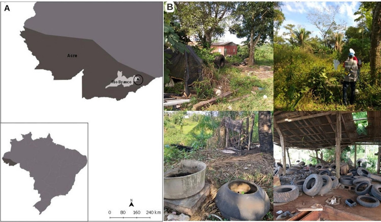 First official record of Aedes (Stegomyia) albopictus (Diptera: Culicidae) in the Acre State, Northern Brazil.