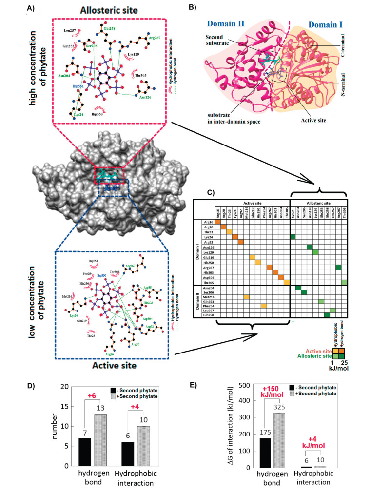 Phytate-Induced Dose-Response Auto-Activation of Enzyme in Commercial Recombinant Phytase From <i>Escherichia coli</i>.