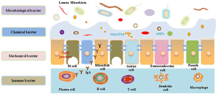 NOD-like receptors mediate homeostatic intestinal epithelial barrier function: promising therapeutic targets for inflammatory bowel disease.