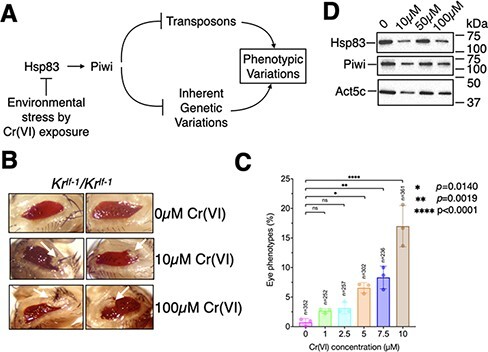 Hexavalent chromium-induced epigenetic instability and transposon activation lead to phenotypic variations and tumors in <i>Drosophila</i>.