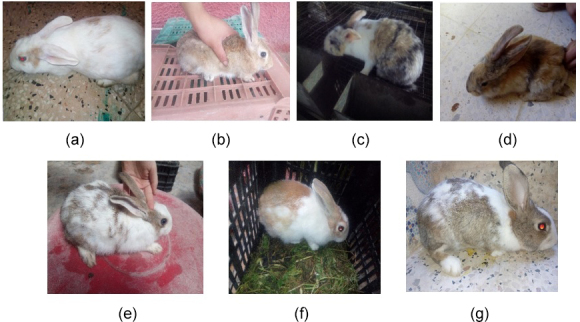 Assessment of genetic diversity among native Algerian rabbit populations using microsatellite markers.