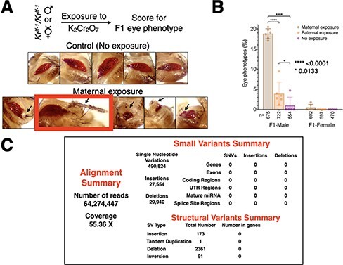 Hexavalent chromium-induced epigenetic instability and transposon activation lead to phenotypic variations and tumors in <i>Drosophila</i>.