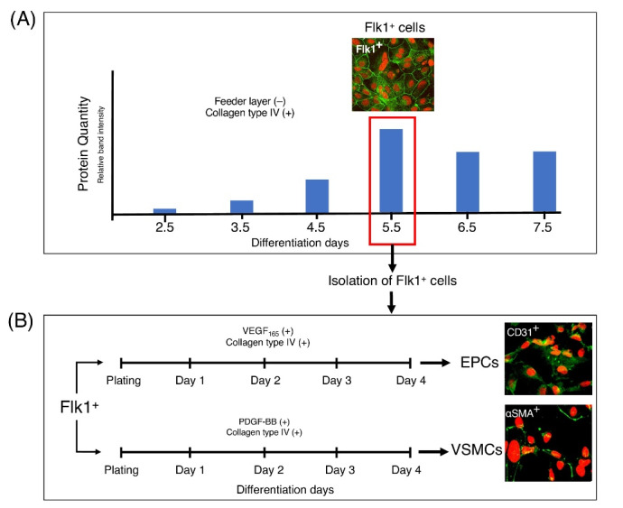 Differentiation and molecular characterization of endothelial progenitor and vascular smooth muscle cells from induced pluripotent stem cells.