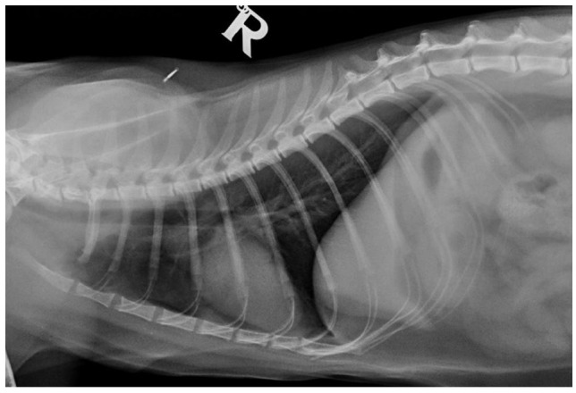 Primary retropharyngeal leiomyosarcoma in a young cat.