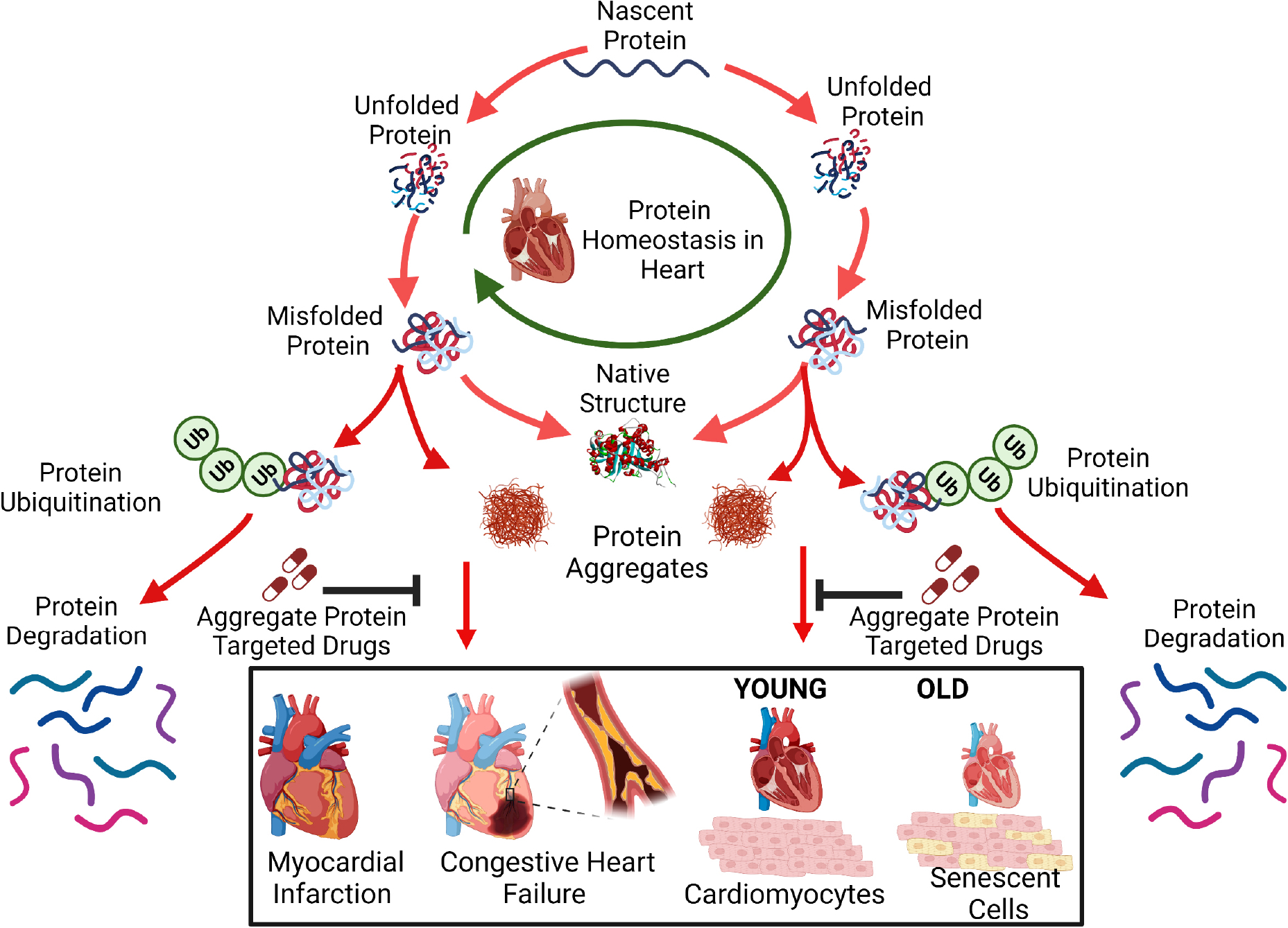 Protein homeostasis in the aged and diseased heart.