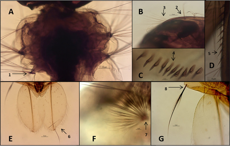 First official record of Aedes (Stegomyia) albopictus (Diptera: Culicidae) in the Acre State, Northern Brazil.