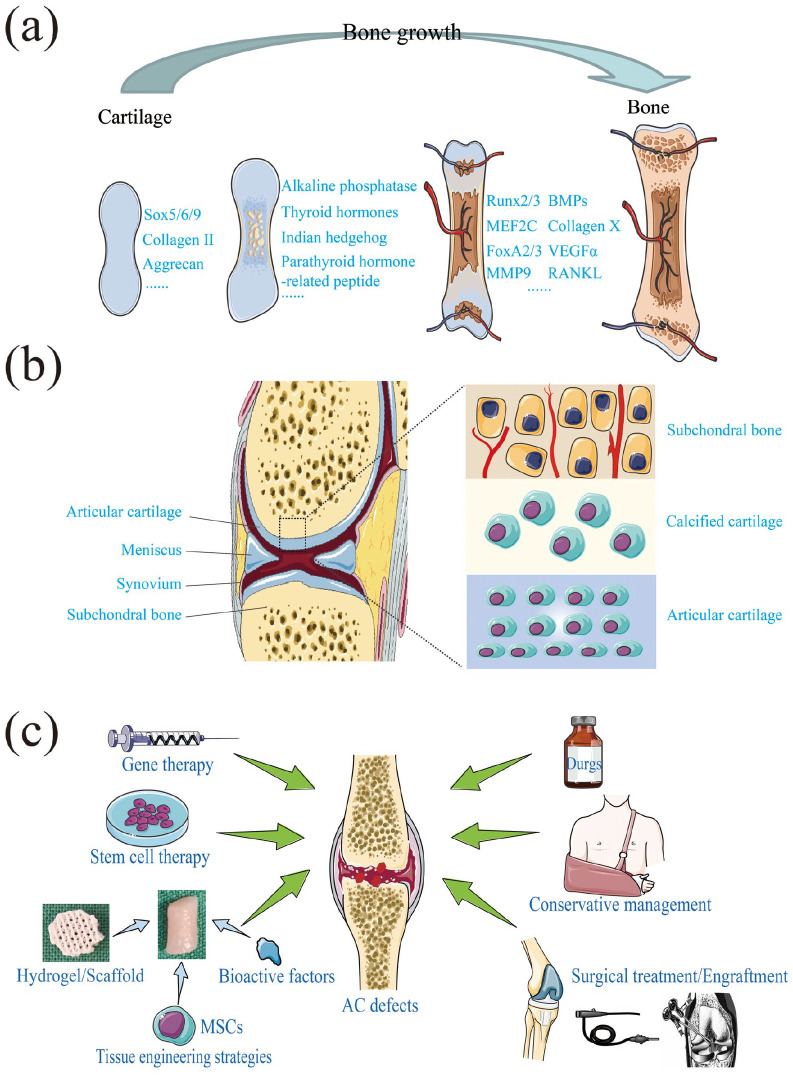 Regeneration of articular cartilage defects: Therapeutic strategies and perspectives.