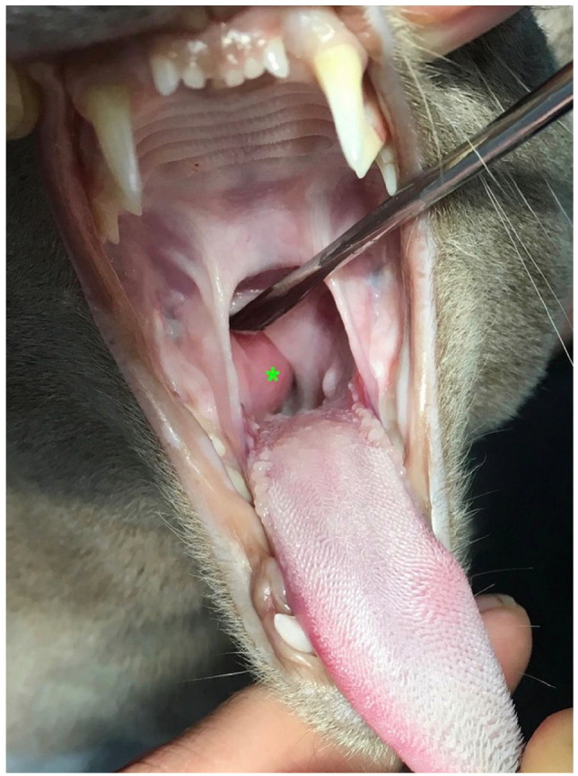 Primary retropharyngeal leiomyosarcoma in a young cat.