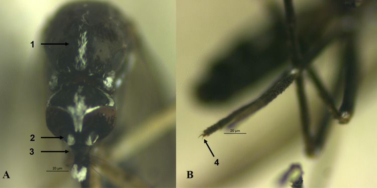 First official record of Aedes (Stegomyia) albopictus (Diptera: Culicidae) in the Acre State, Northern Brazil.