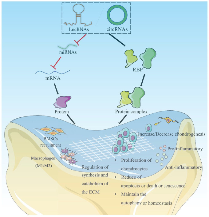 Regeneration of articular cartilage defects: Therapeutic strategies and perspectives.