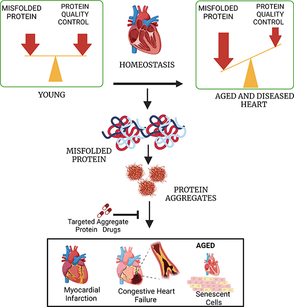 Protein homeostasis in the aged and diseased heart.