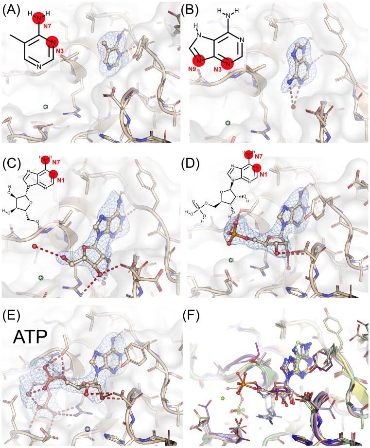 Computer-aided design of a cyclic di-AMP synthesizing enzyme CdaA inhibitor.