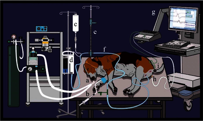 Electromyography of the External Anal Sphincter during Micturition and Electrophysiological Bulbocavernosus Reflex in Healthy Spayed Female Canines.