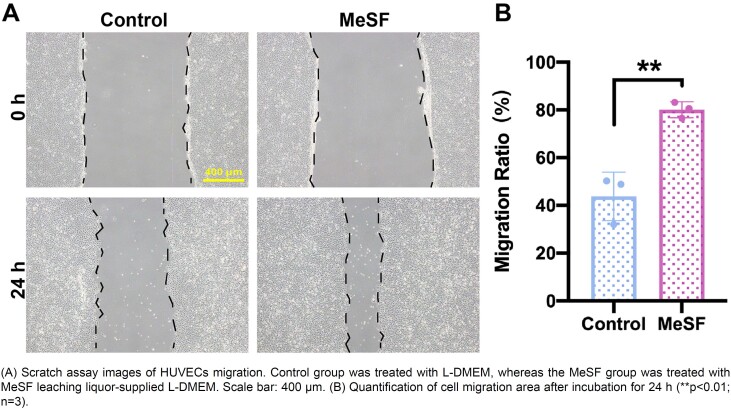 Pro-angiogenic photo-crosslinked silk fibroin hydrogel: a potential candidate for repairing alveolar bone defects.