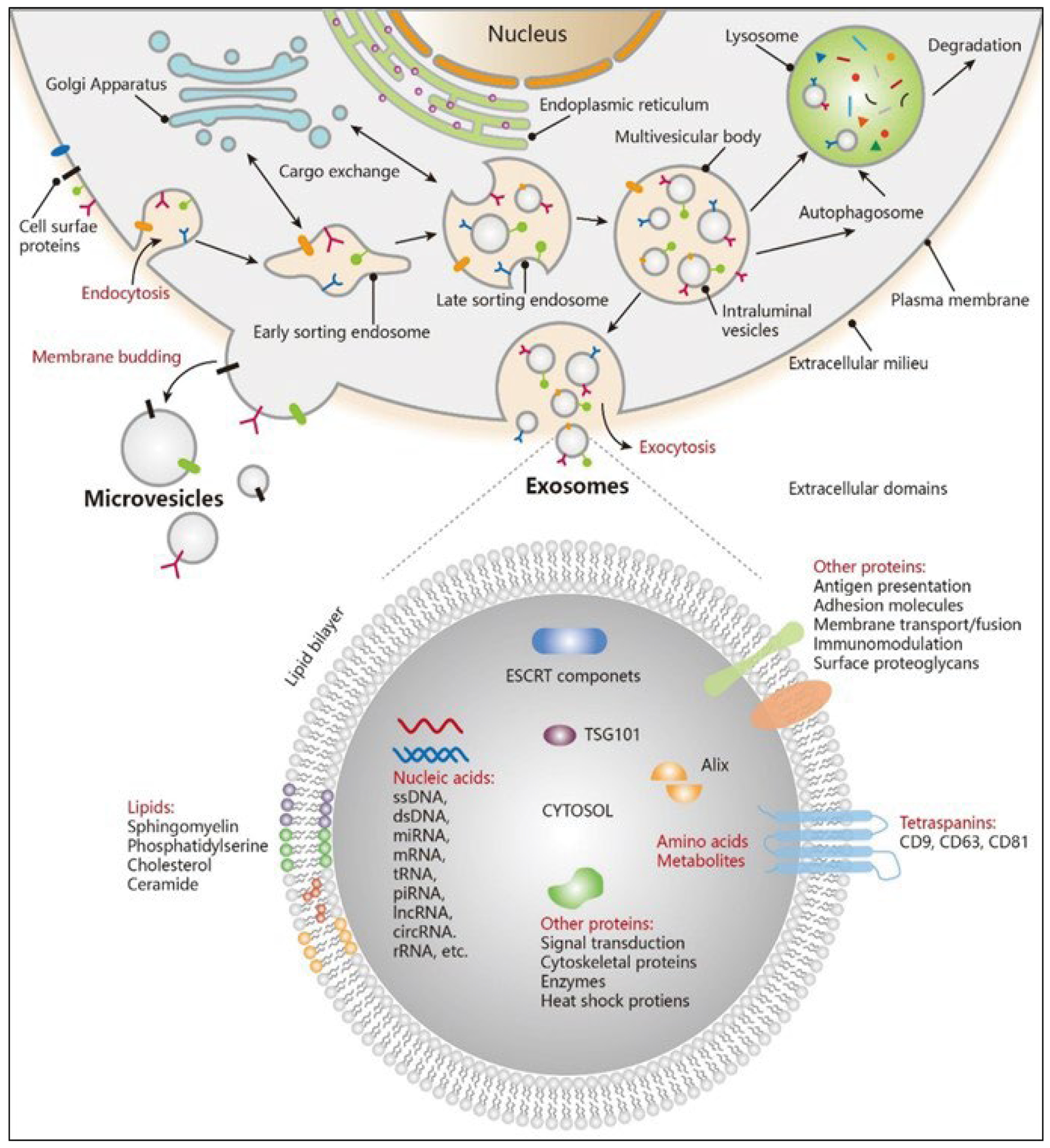 Role of CD9 Sensing, AI, and Exosomes in Cellular Communication of Cancer.