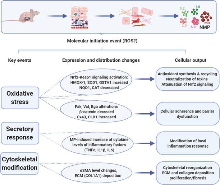 Short- and long-term polystyrene nano- and microplastic exposure promotes oxidative stress and divergently affects skin cell architecture and Wnt/beta-catenin signaling.