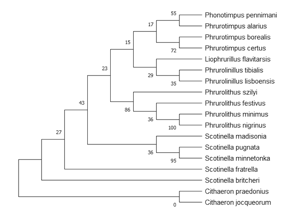 Transcriptome analysis of the spider <i>Phonotimpus pennimani</i> reveals novel toxin transcripts.