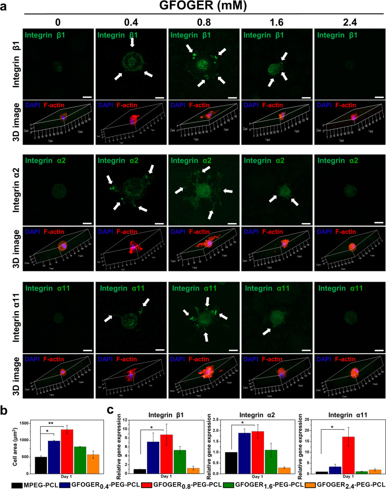 In-situ forming injectable GFOGER-conjugated BMSCs-laden hydrogels for osteochondral regeneration.