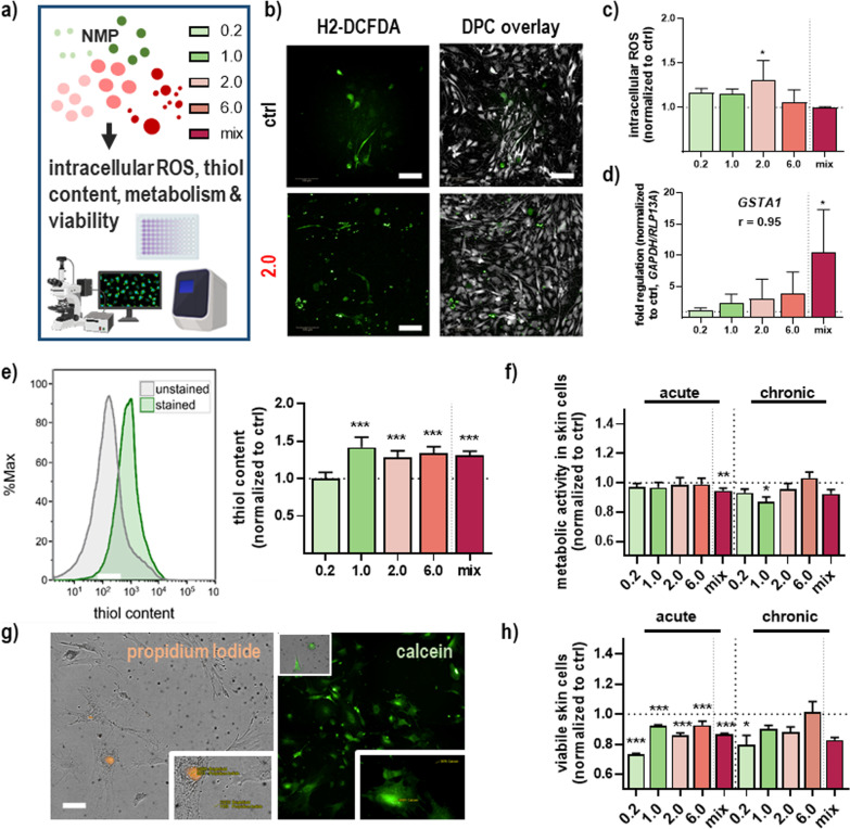 Short- and long-term polystyrene nano- and microplastic exposure promotes oxidative stress and divergently affects skin cell architecture and Wnt/beta-catenin signaling.