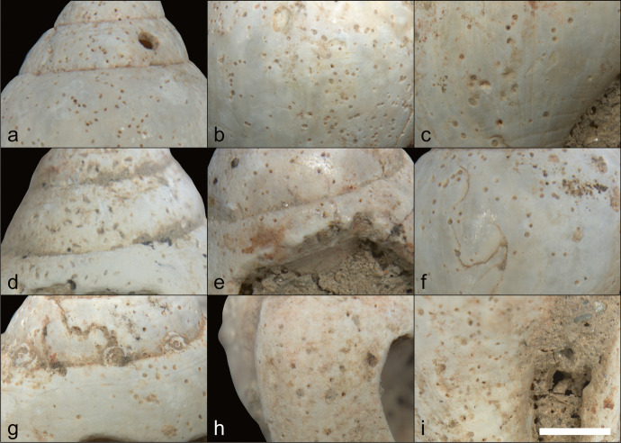 The Ornaments of the Arma Veirana Early Mesolithic Infant Burial.