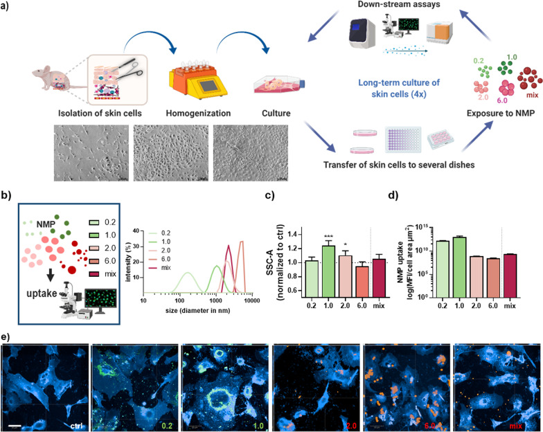 Short- and long-term polystyrene nano- and microplastic exposure promotes oxidative stress and divergently affects skin cell architecture and Wnt/beta-catenin signaling.