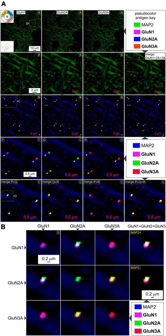 Visualizing the triheteromeric N-methyl-D-aspartate receptor subunit composition.