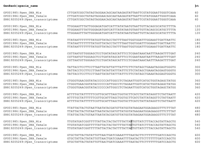 Transcriptome analysis of the spider <i>Phonotimpus pennimani</i> reveals novel toxin transcripts.